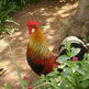 Chickens: Organic VS Battery Farming