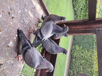 Young rollers available Sunderland 