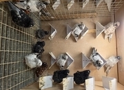 I have 13 Chinese owls that iam letting go due to space..iam in bishopstortford 