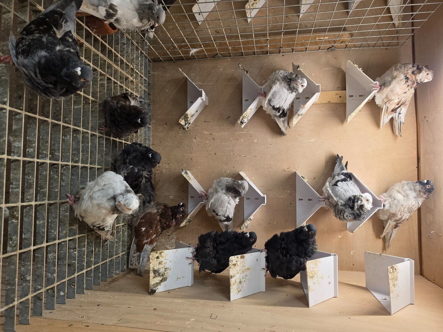 I have 13 Chinese owls that iam letting go due to space..iam in bishopstortford 