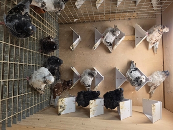 I have 13 Chinese owls that iam letting go due to space..iam in bishopstortford 