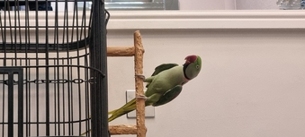 Alexandrian Male tame &amp; talking parrot