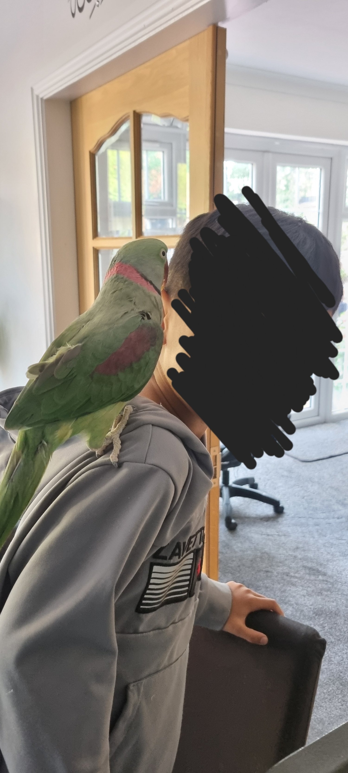Alexandrian Male tame &amp; talking parrot 