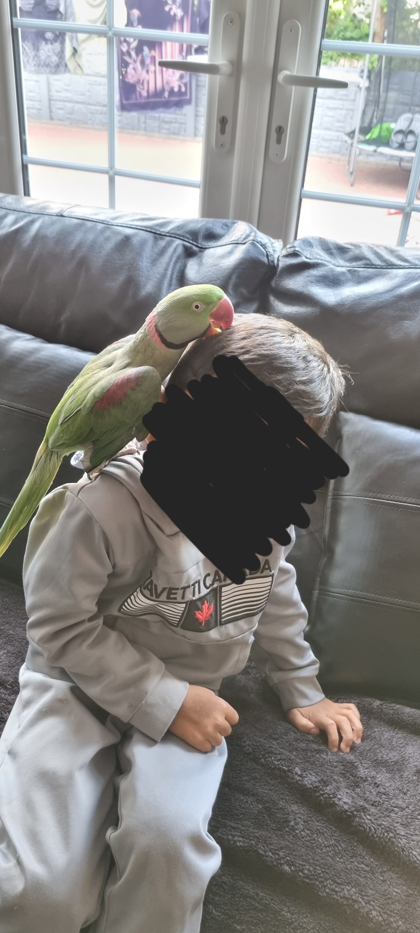 {CATEGORY} - Alexandrian Male tame &amp; talking parrot