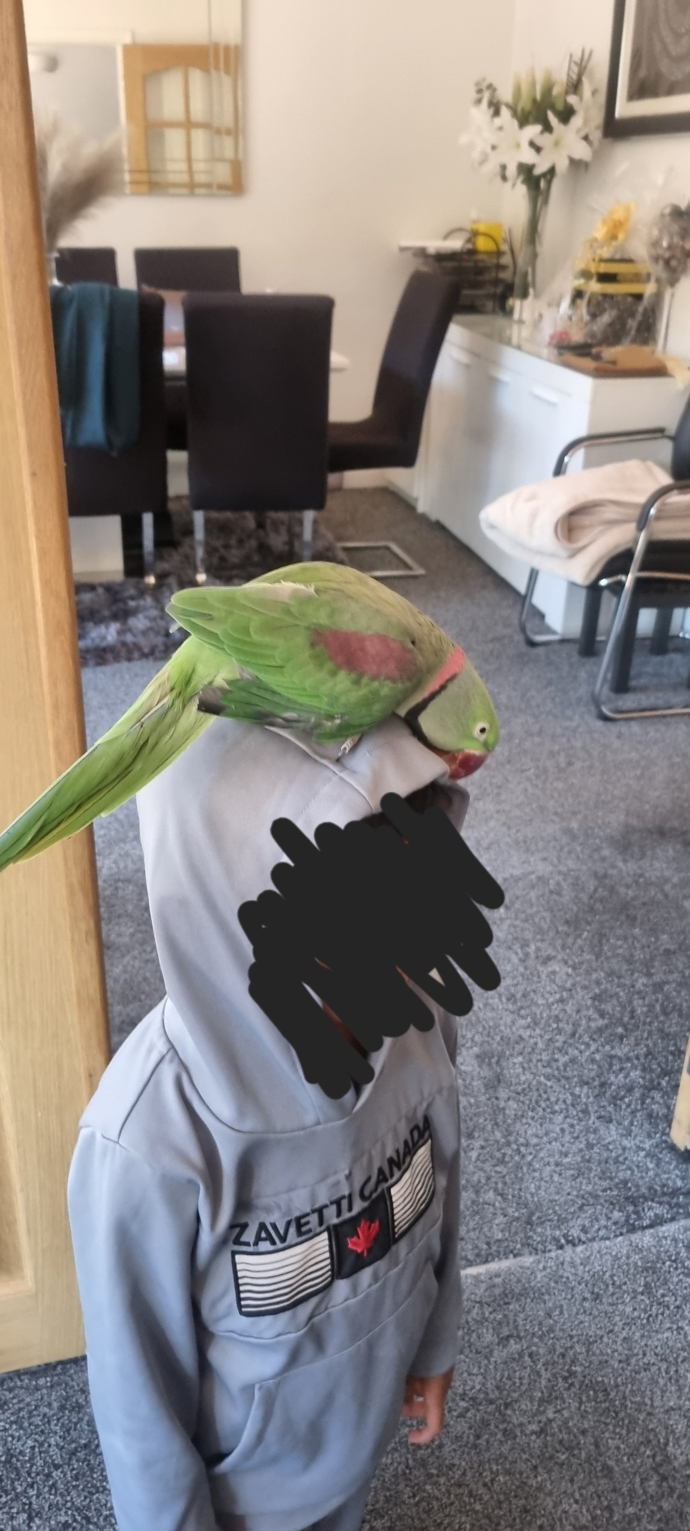 {CATEGORY} - Alexandrian Male tame &amp; talking parrot
