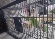 Alexandrite Male tame &amp; talking parrot