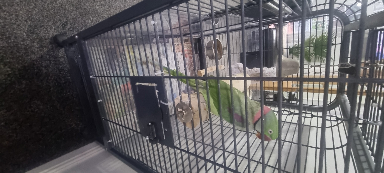 Alexandrite Male tame &amp; talking parrot