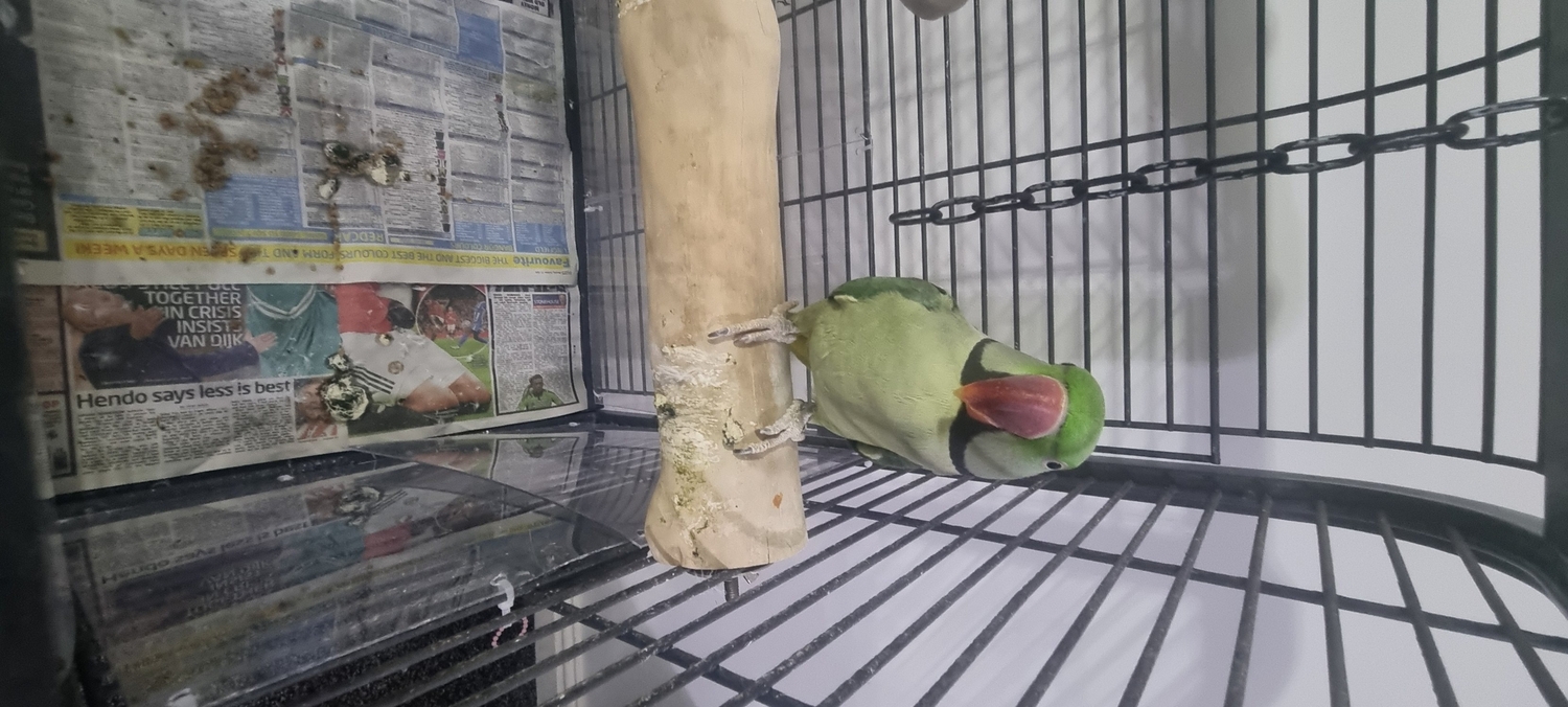Alexandrite Male tame &amp; talking parrot