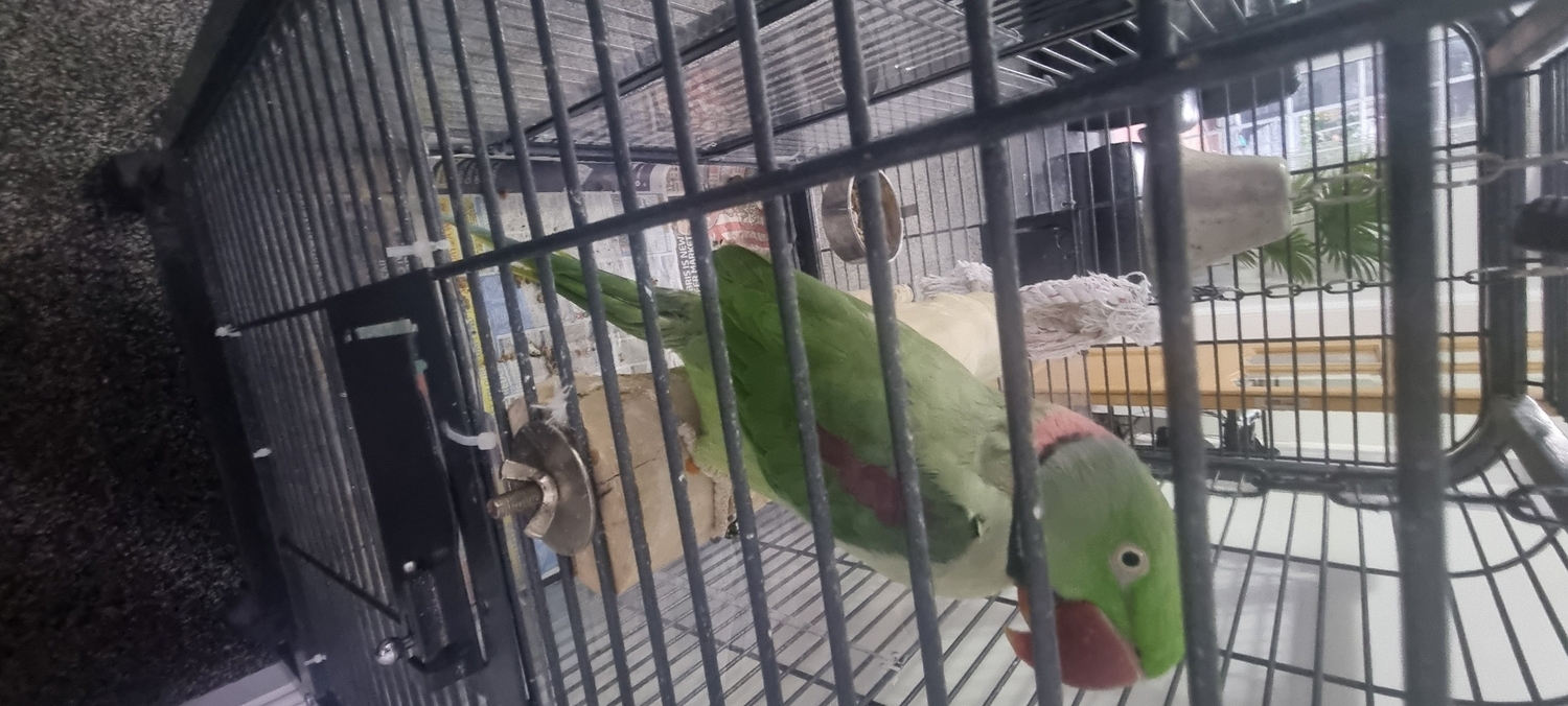 Alexandrite Male tame &amp; talking parrot - {CATEGORY}