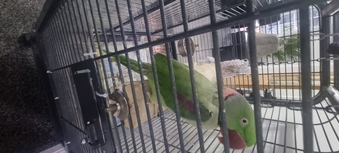 Alexandrite Male tame &amp; talking parrot