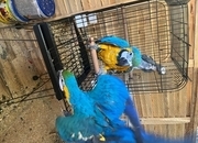 Gold and blue macaw