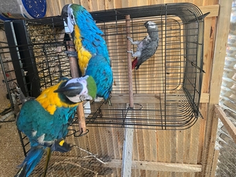 Gold and blue macaw