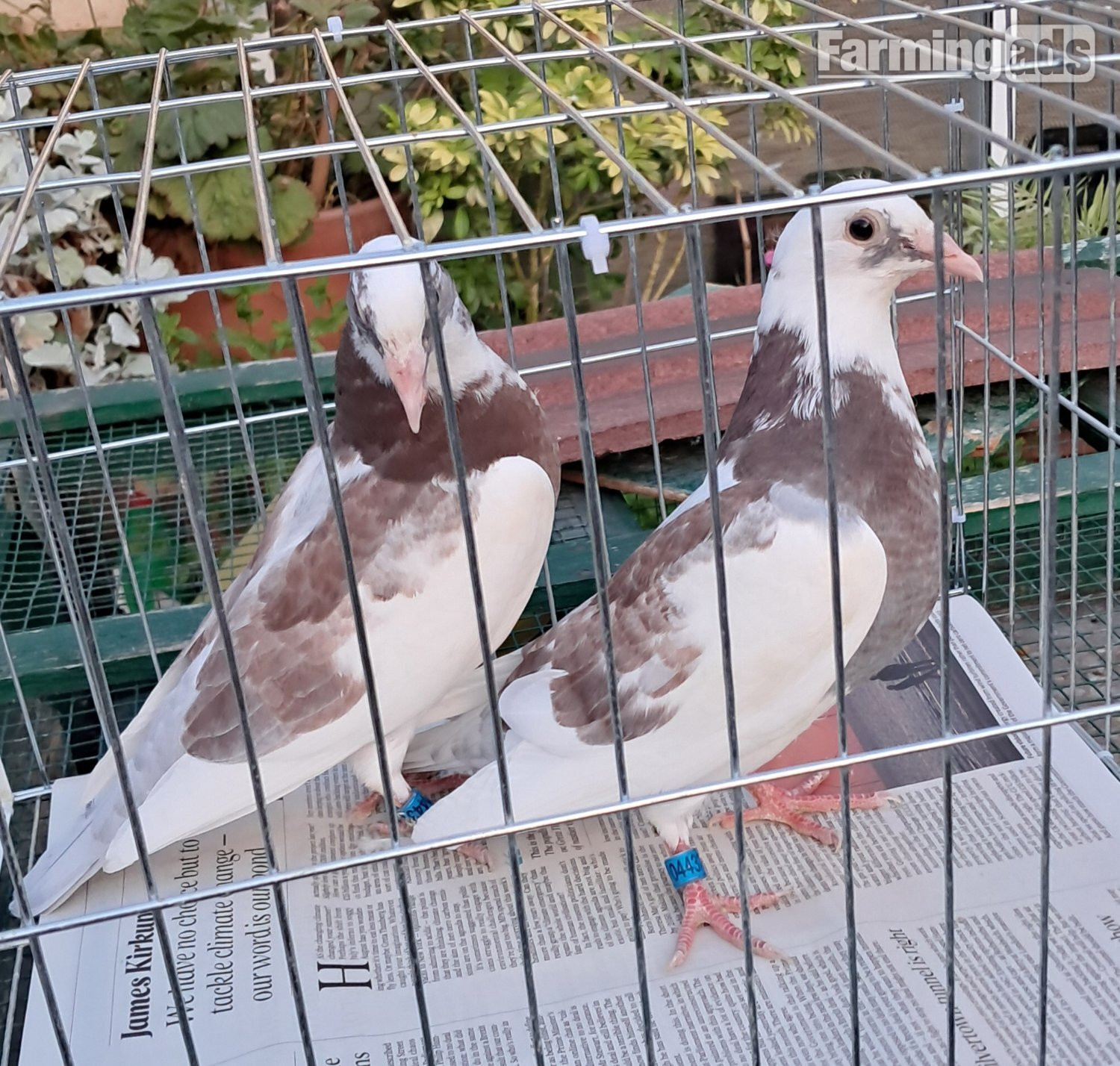 Qulity Racing baby Pigeons with 2026 rings