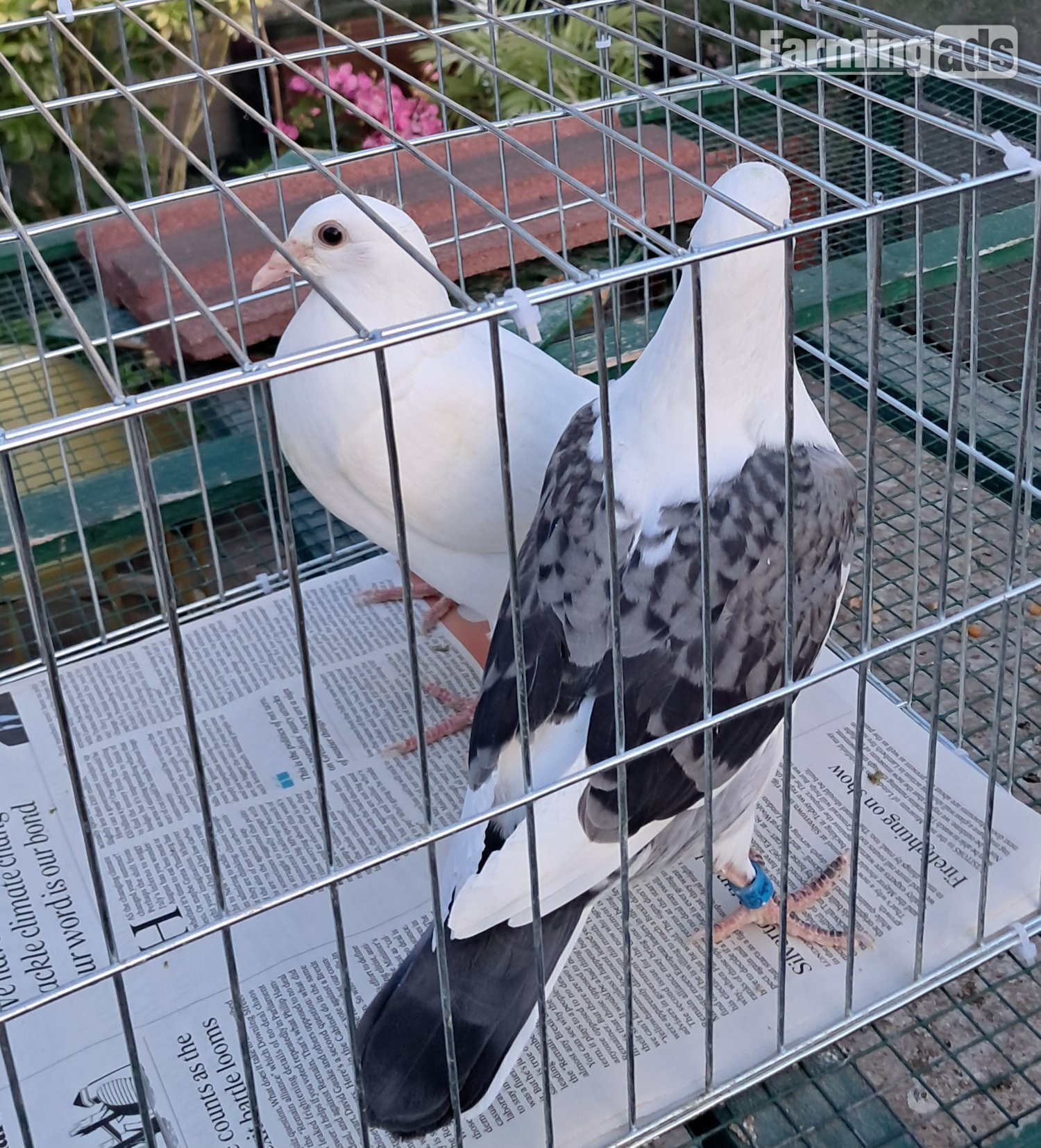 Qulity Racing baby Pigeons with 2026 rings