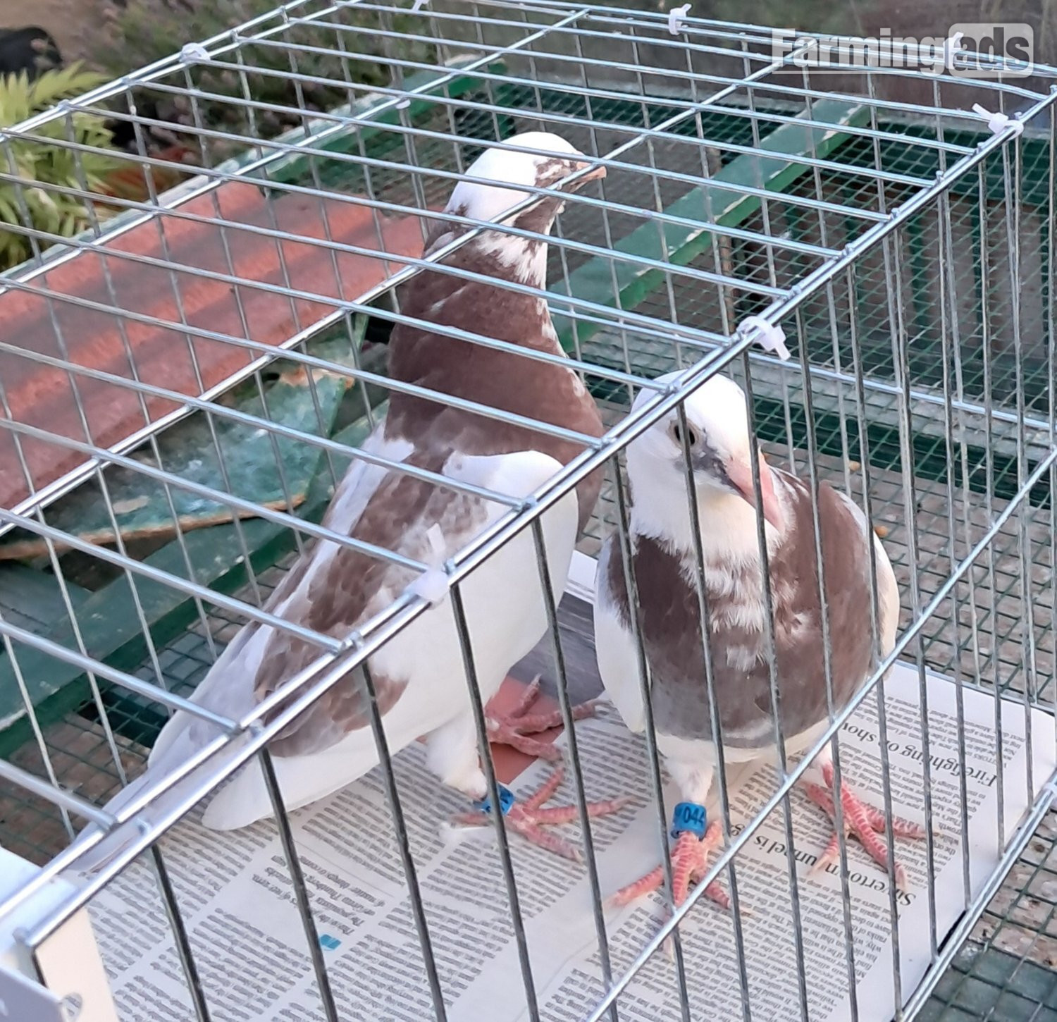  Qulity Racing baby Pigeons with 2026 rings