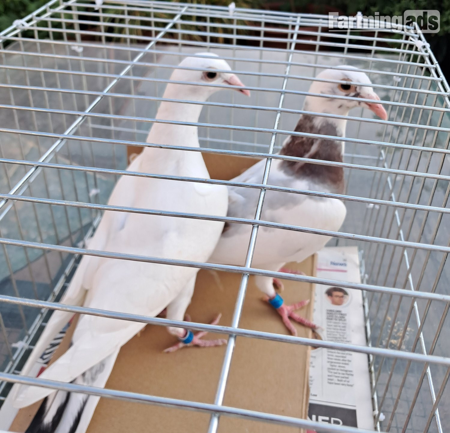 Qulity Racing baby Pigeons with 2026 rings - {CATEGORY}