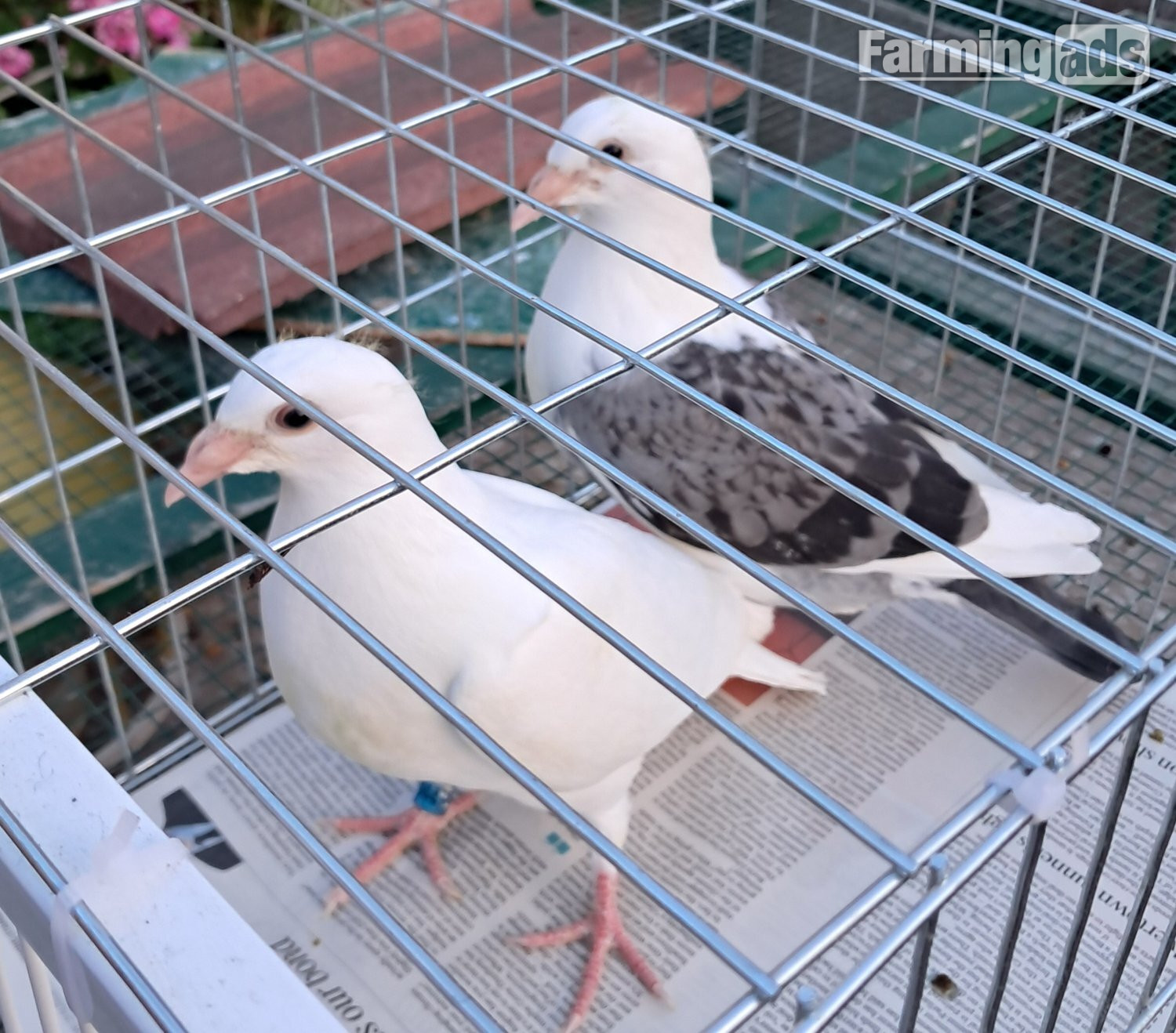 Qulity Racing baby Pigeons with 2026 rings - {CATEGORY}