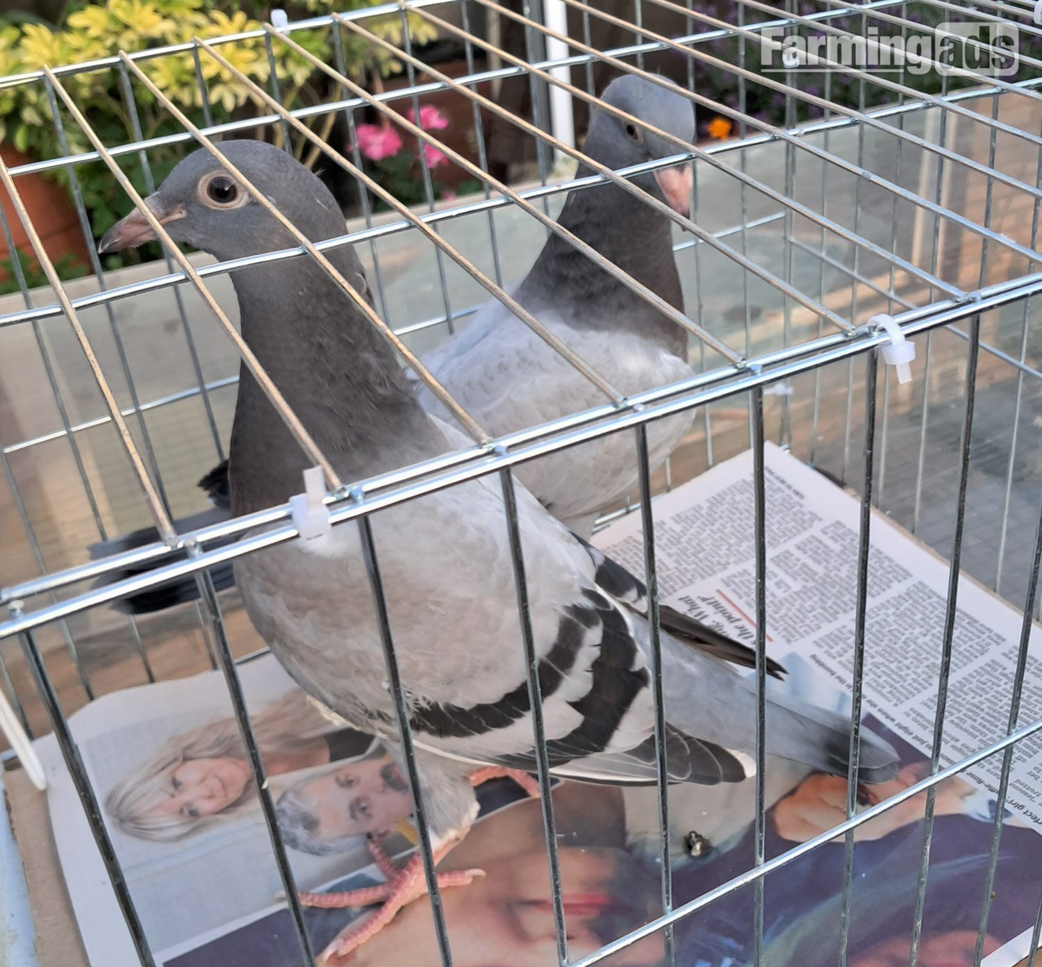 Qulity Racing baby Pigeons with 2026 rings 