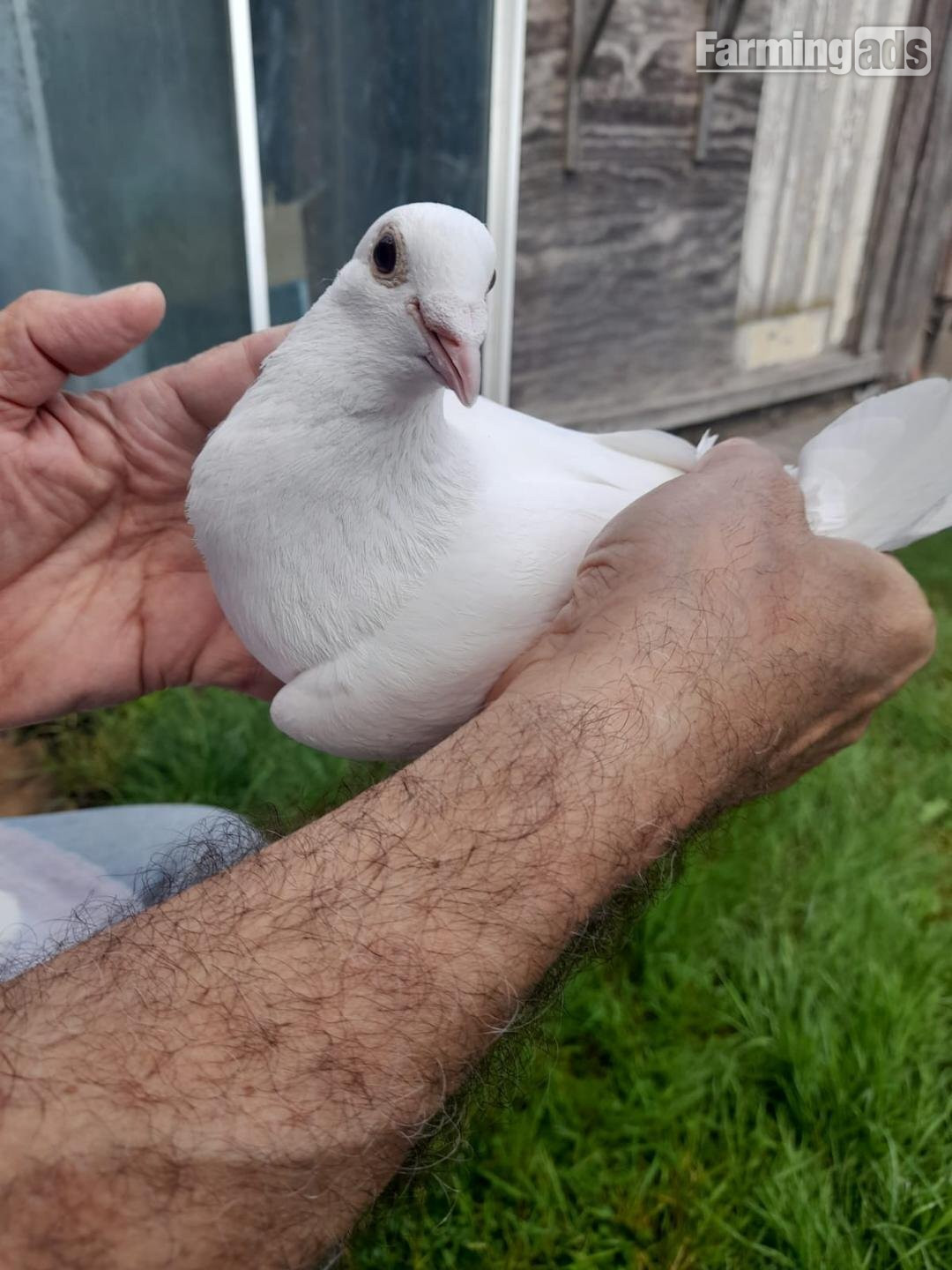 {CATEGORY} - Qulity Racing baby Pigeons with 2026 rings