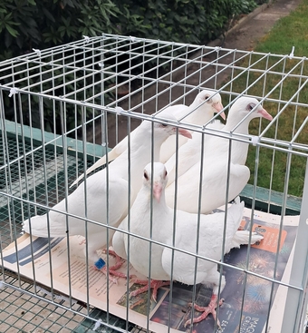 Qulity Racing baby Pigeons with 2026 rings