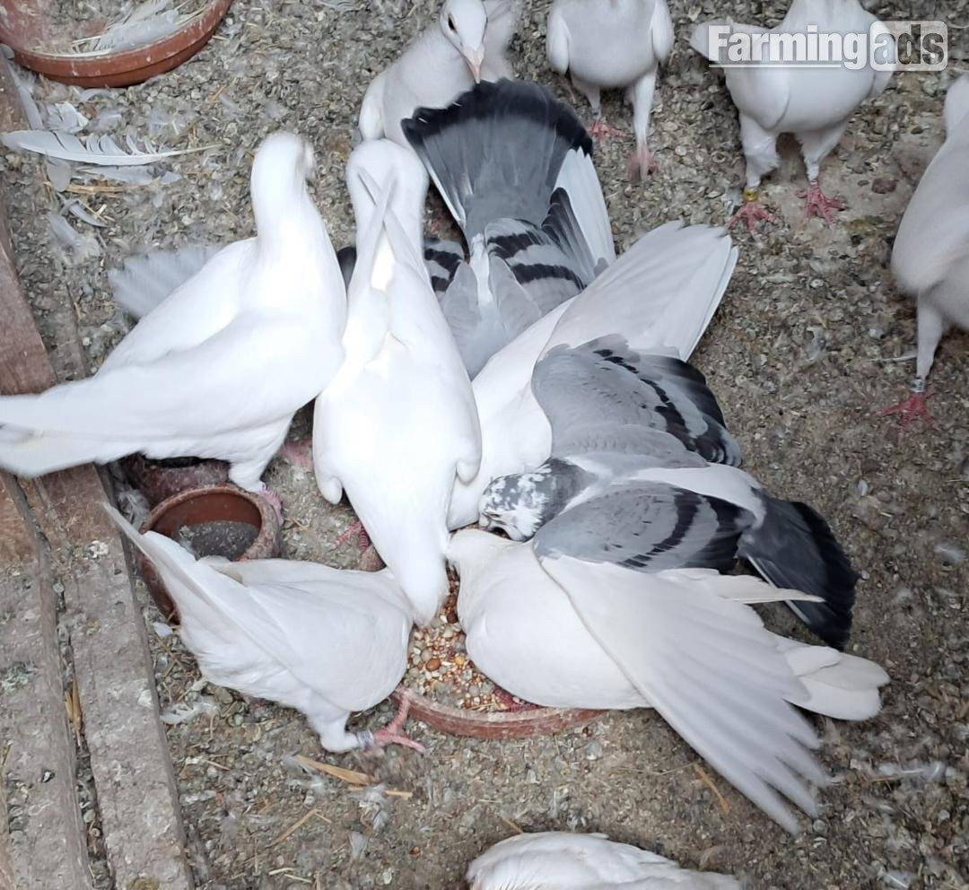 {CATEGORY} - Qulity Racing baby Pigeons with 2026 rings