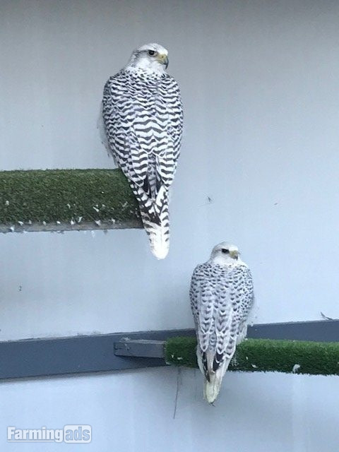  3 breeding pairs gyr / saker falcons two white one black