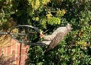 P/r male Finnish goshawk 