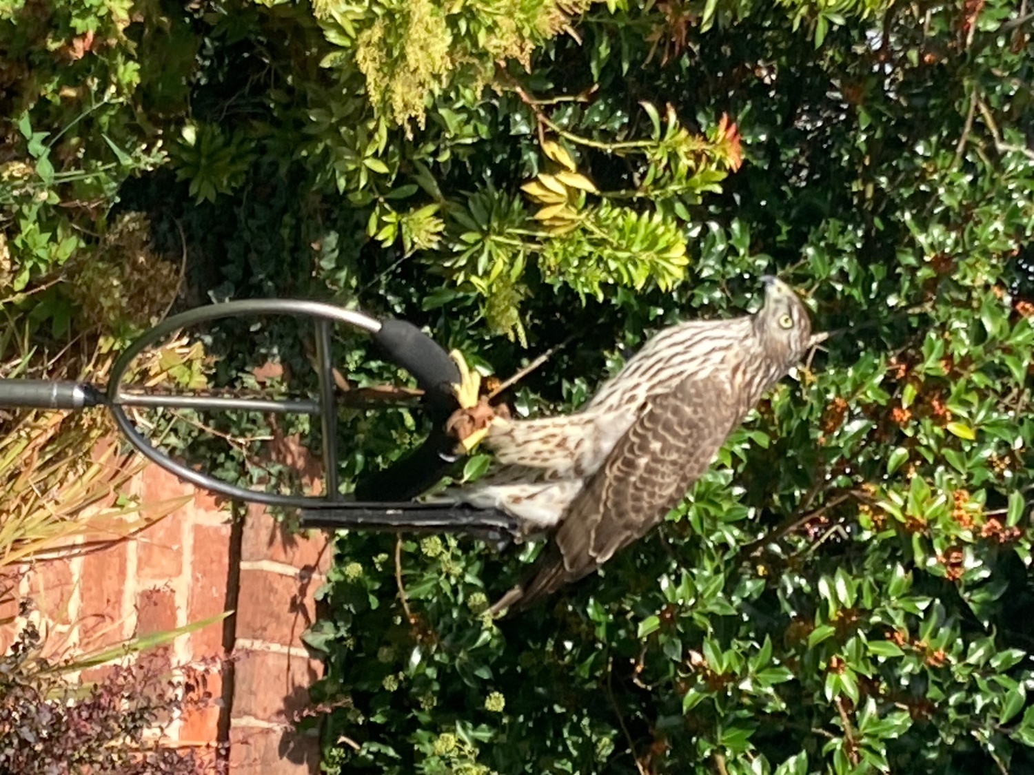 P/r male Finnish goshawk 