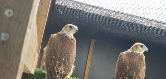 Breeding pair saker falcons