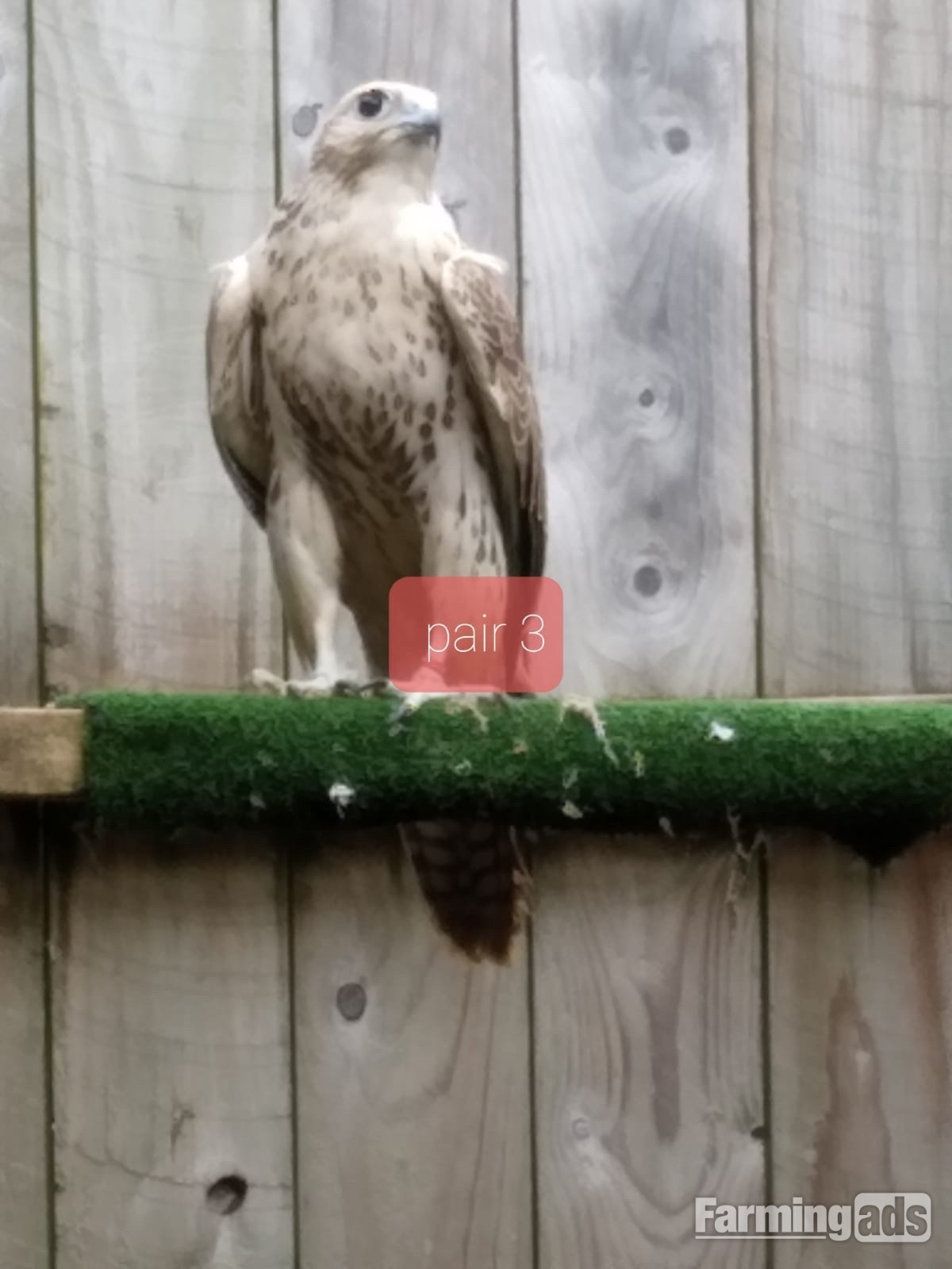 Breeding pair saker falcons