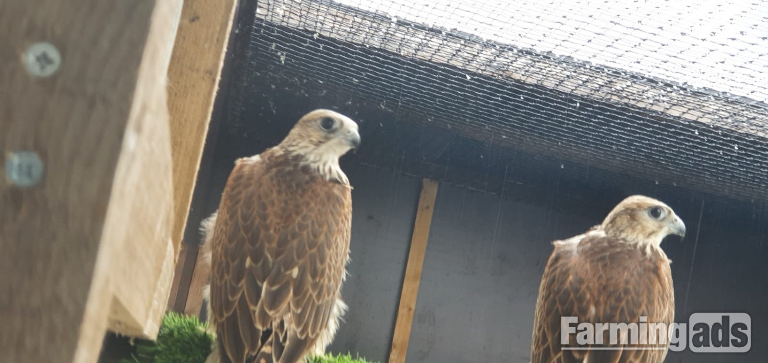 Breeding pair saker falcons