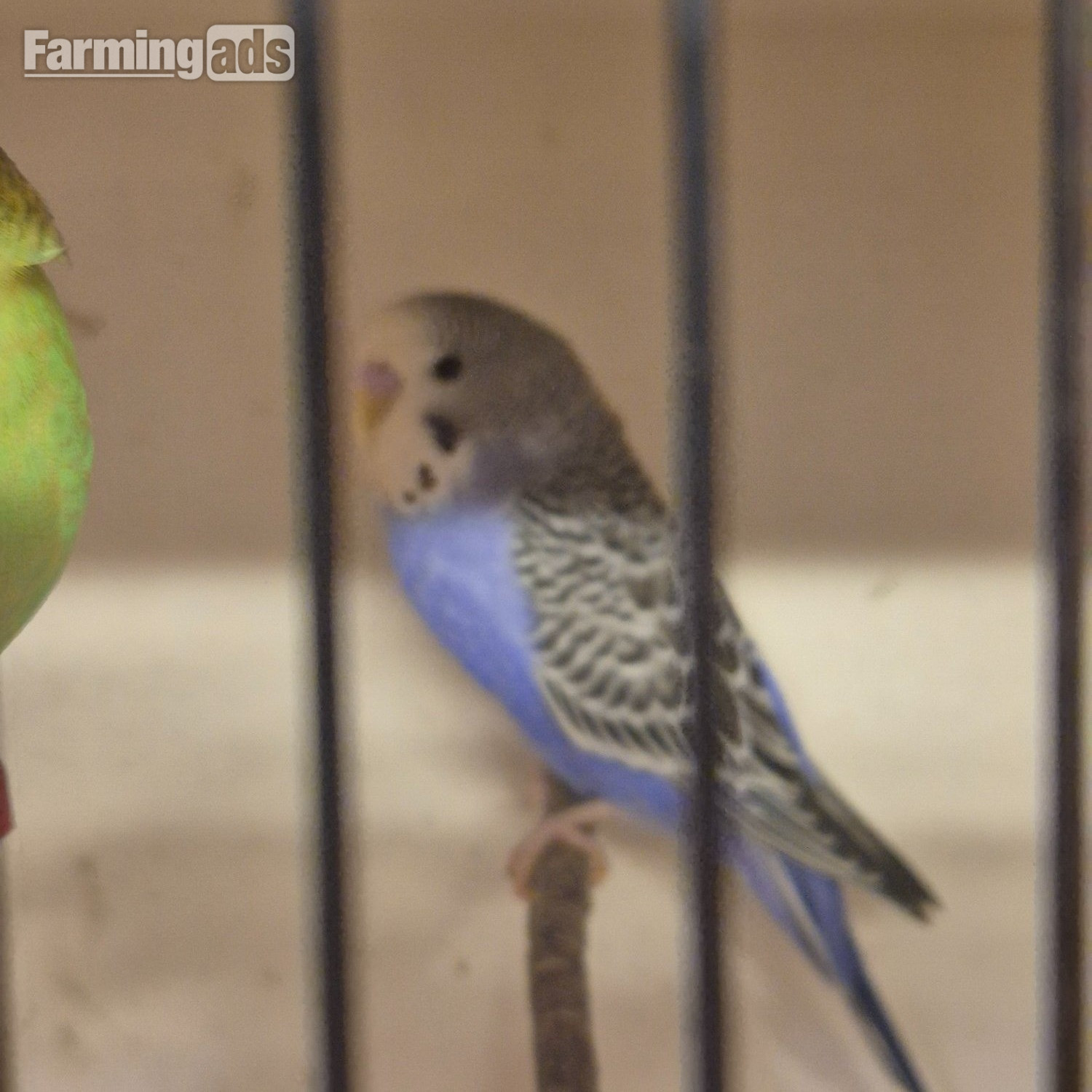  Baby Budgies -male/female 