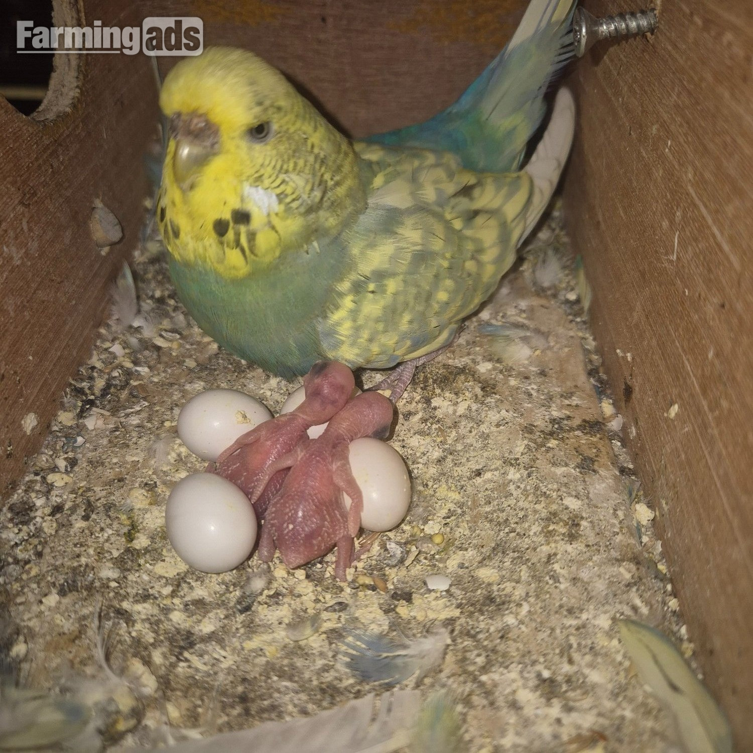 Baby Budgies -male/female  - {CATEGORY}