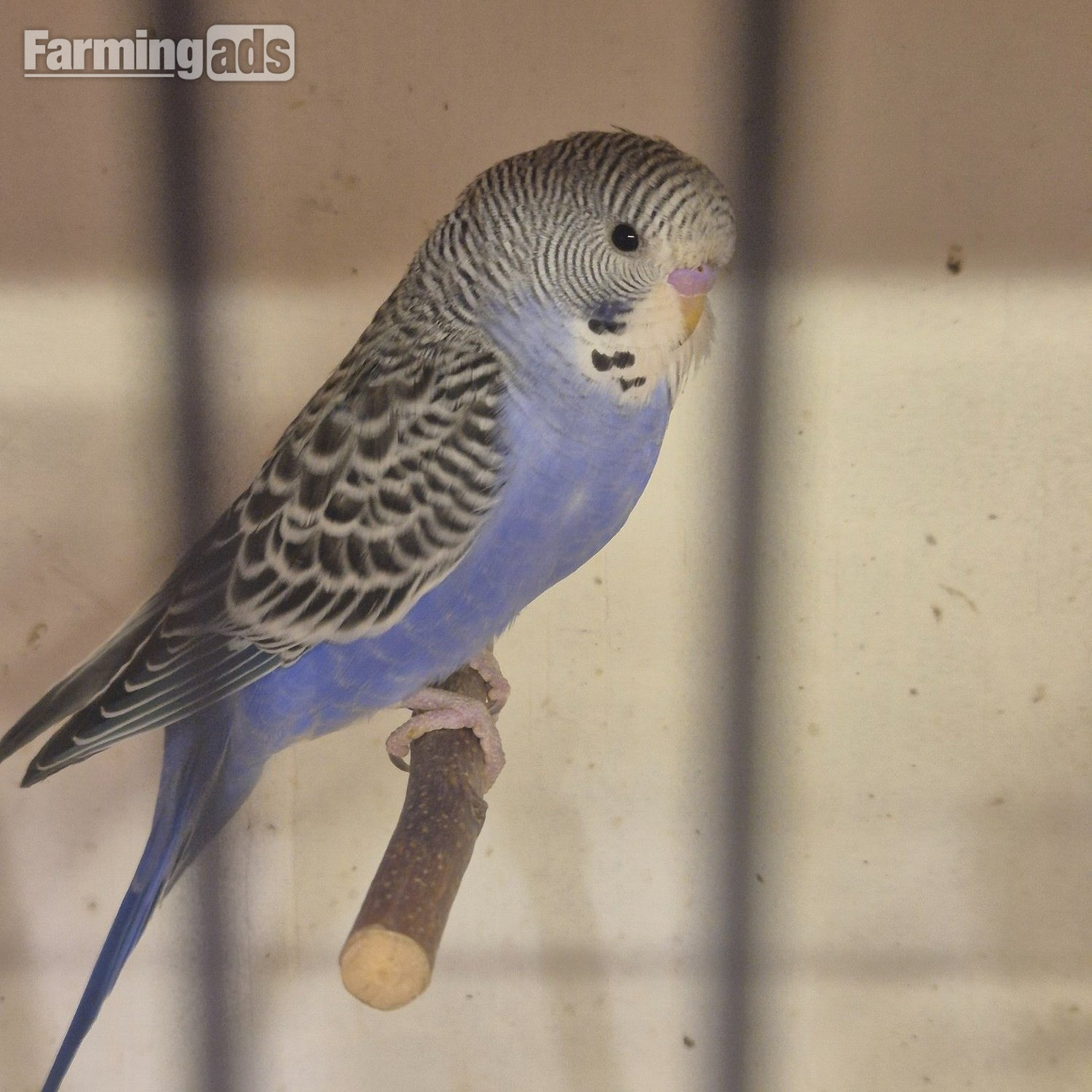 Baby Budgies -male/female  