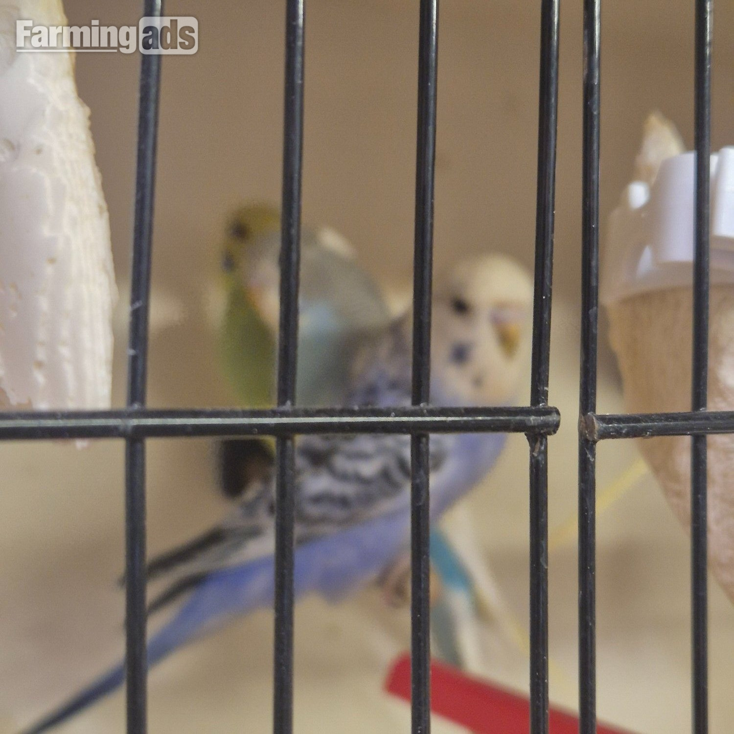 {CATEGORY} - Baby Budgies -male/female 