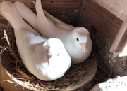 Turkish ringbeater pigeons 