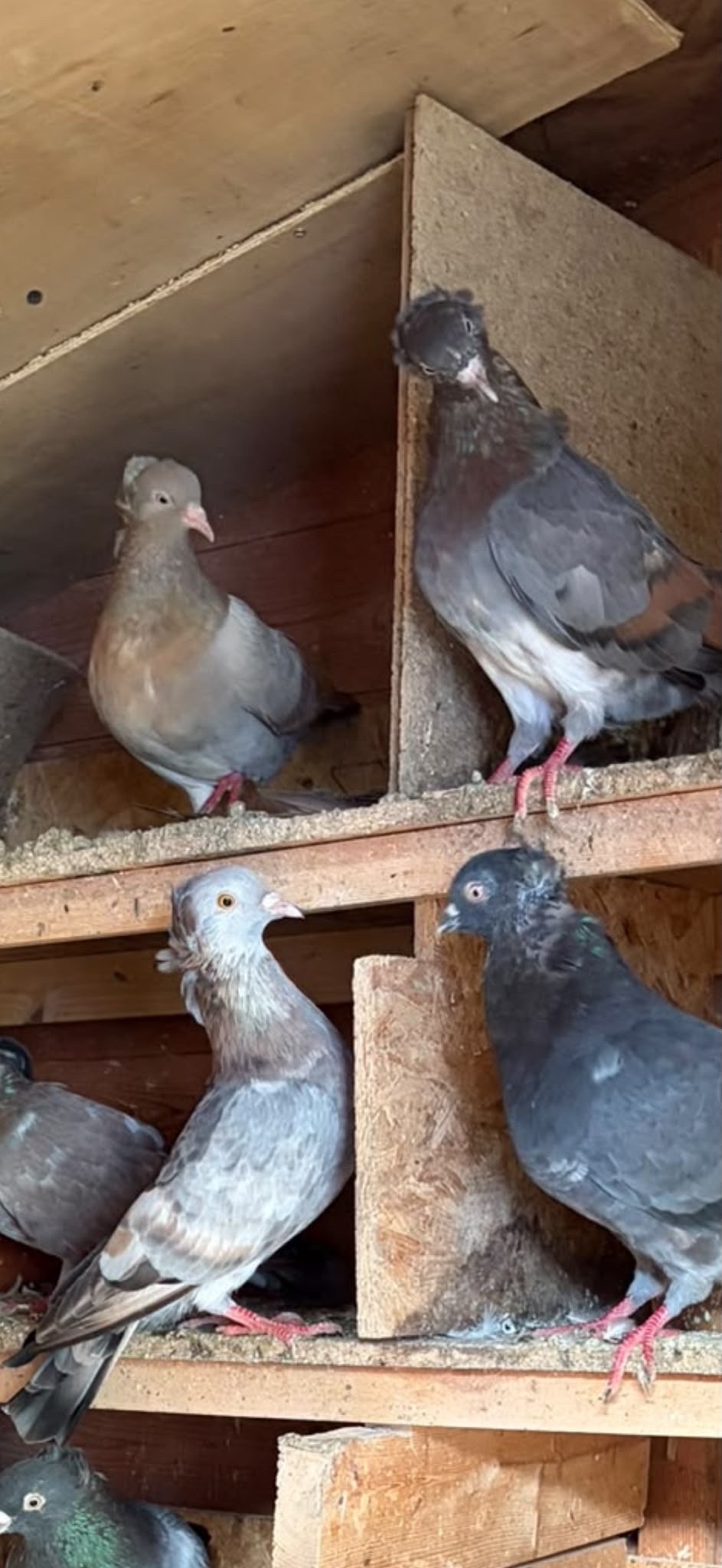 Turkish ringbeater pigeons 