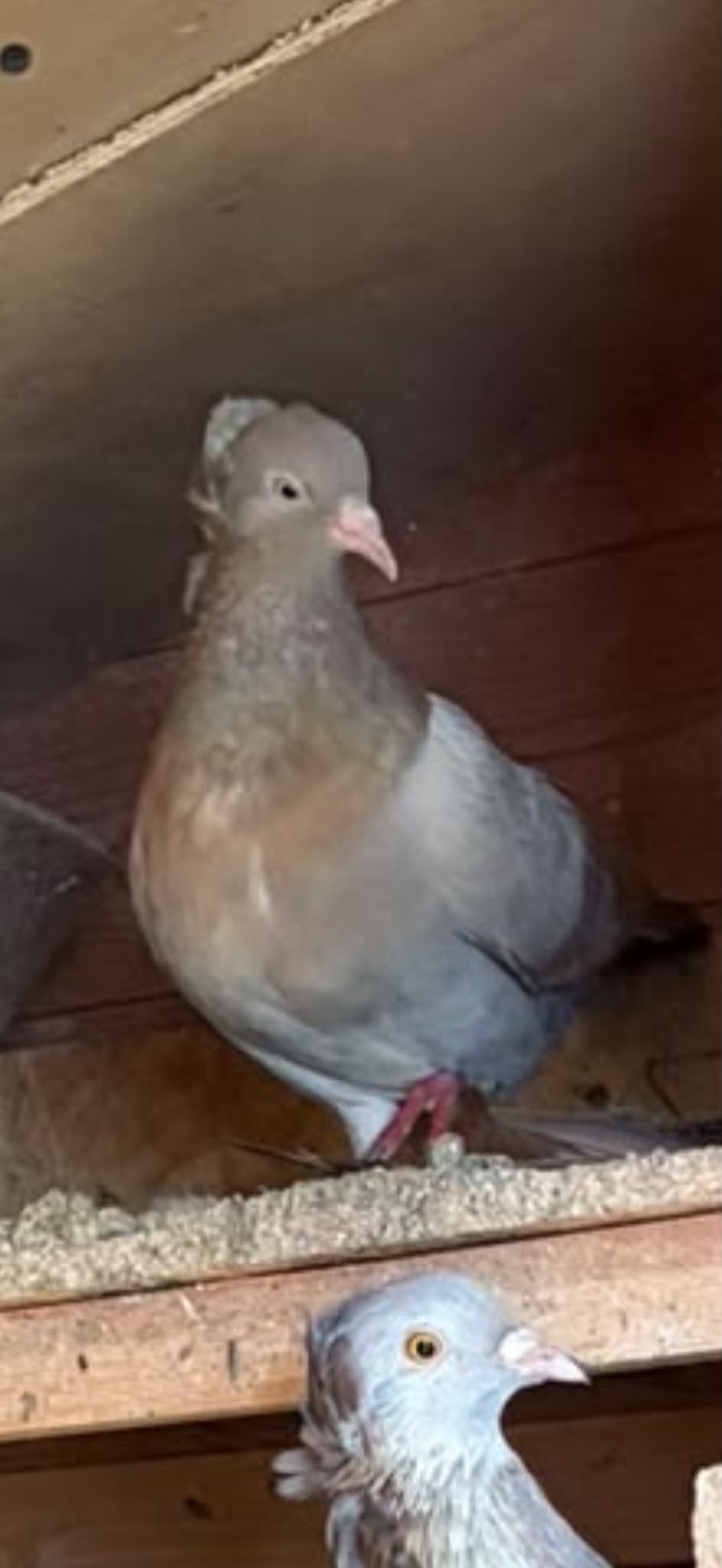  Turkish ringbeater pigeons 