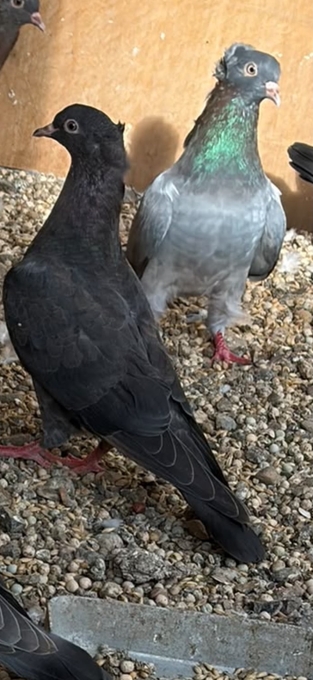 Turkish ringbeater pigeons 
