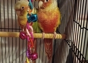 Pair of bonded pineapple conures