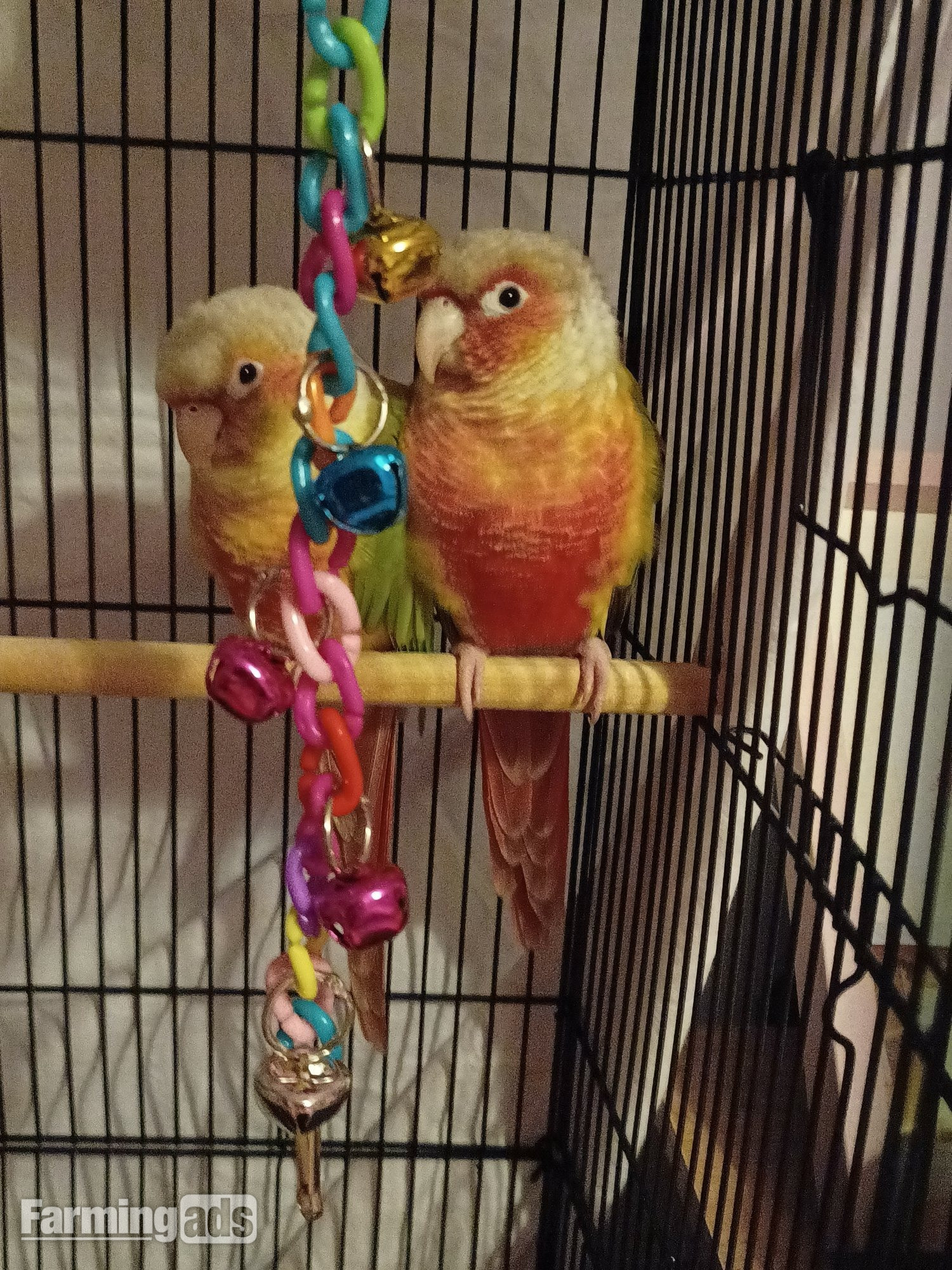 Pair of bonded pineapple conures
