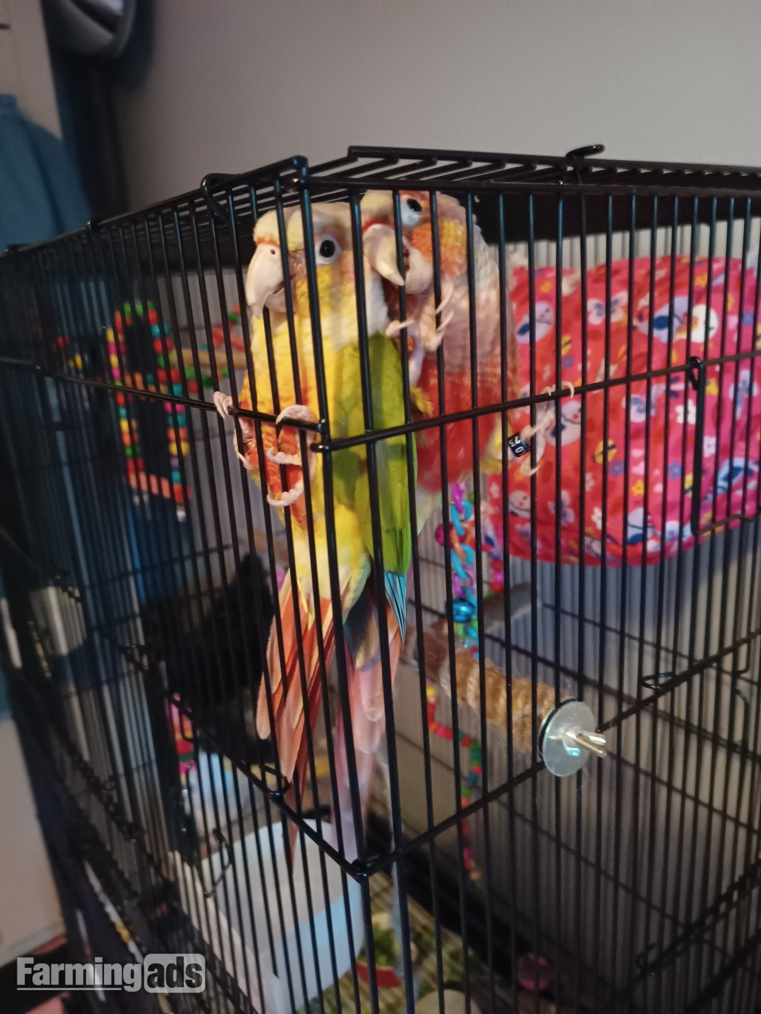 Pair of bonded pineapple conures