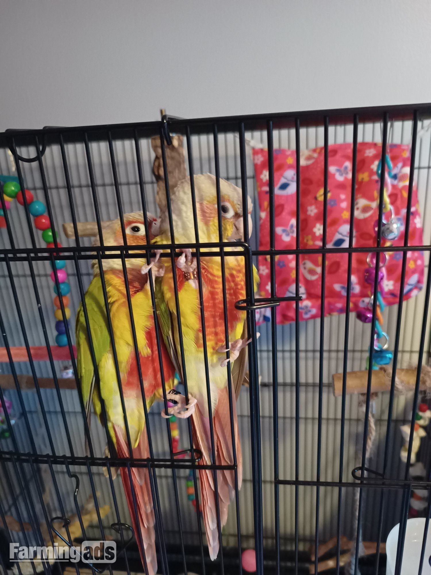  Pair of bonded pineapple conures