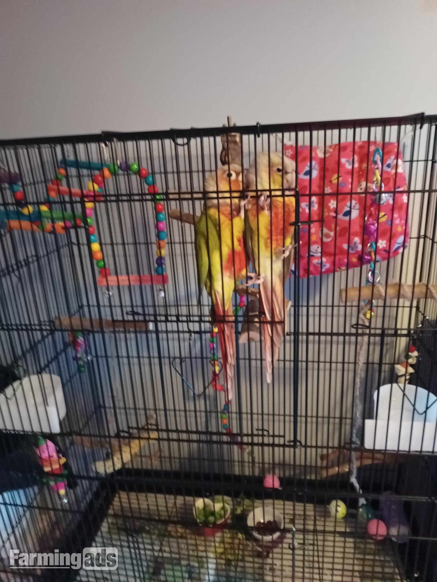 Pair of bonded pineapple conures - {CATEGORY}