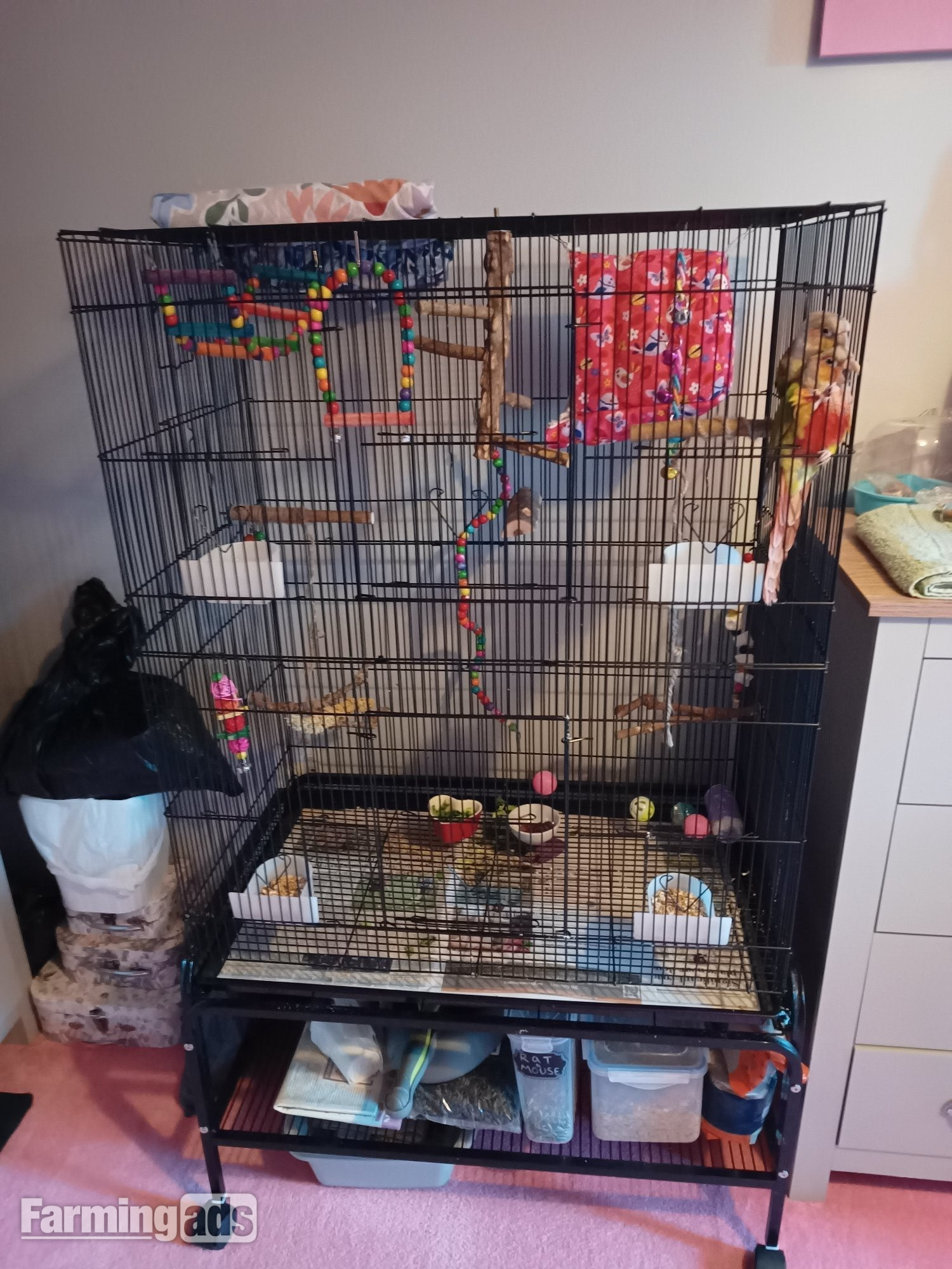 Pair of bonded pineapple conures - {CATEGORY}