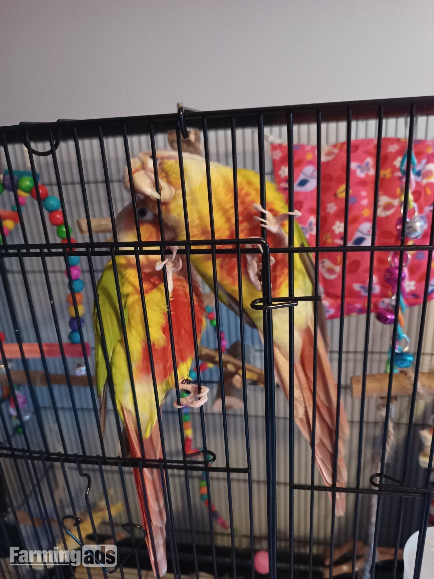 Pair of bonded pineapple conures 