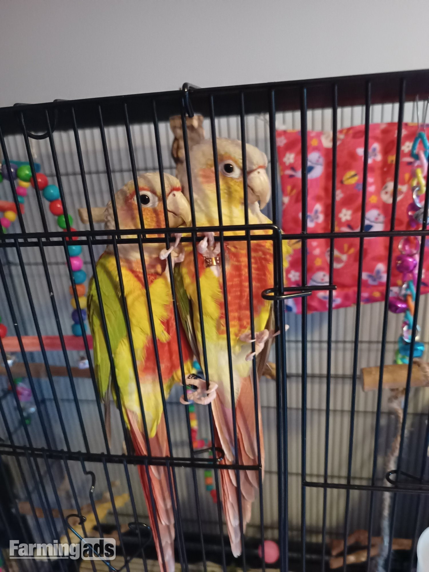 {CATEGORY} - Pair of bonded pineapple conures