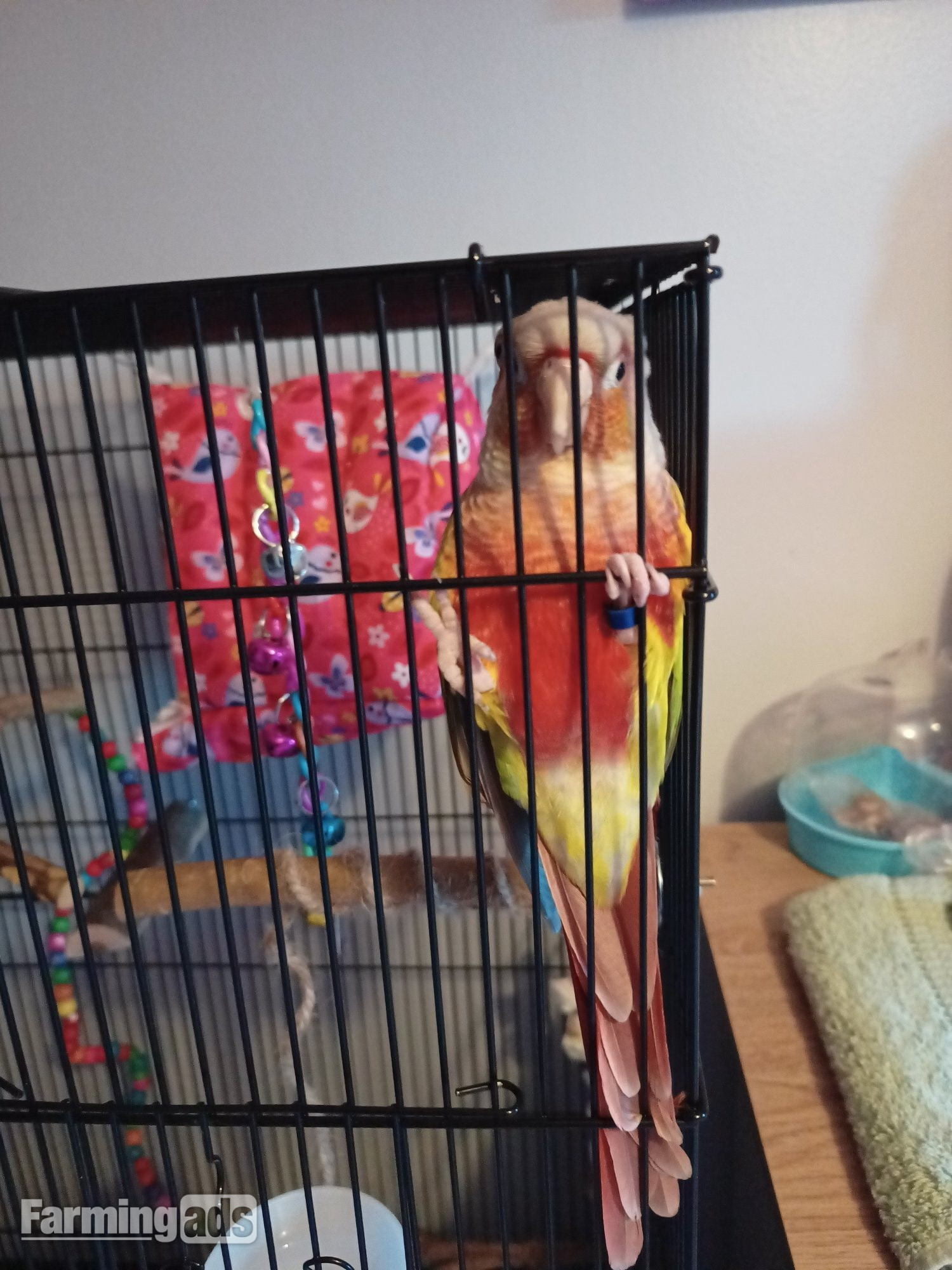 {CATEGORY} - Pair of bonded pineapple conures
