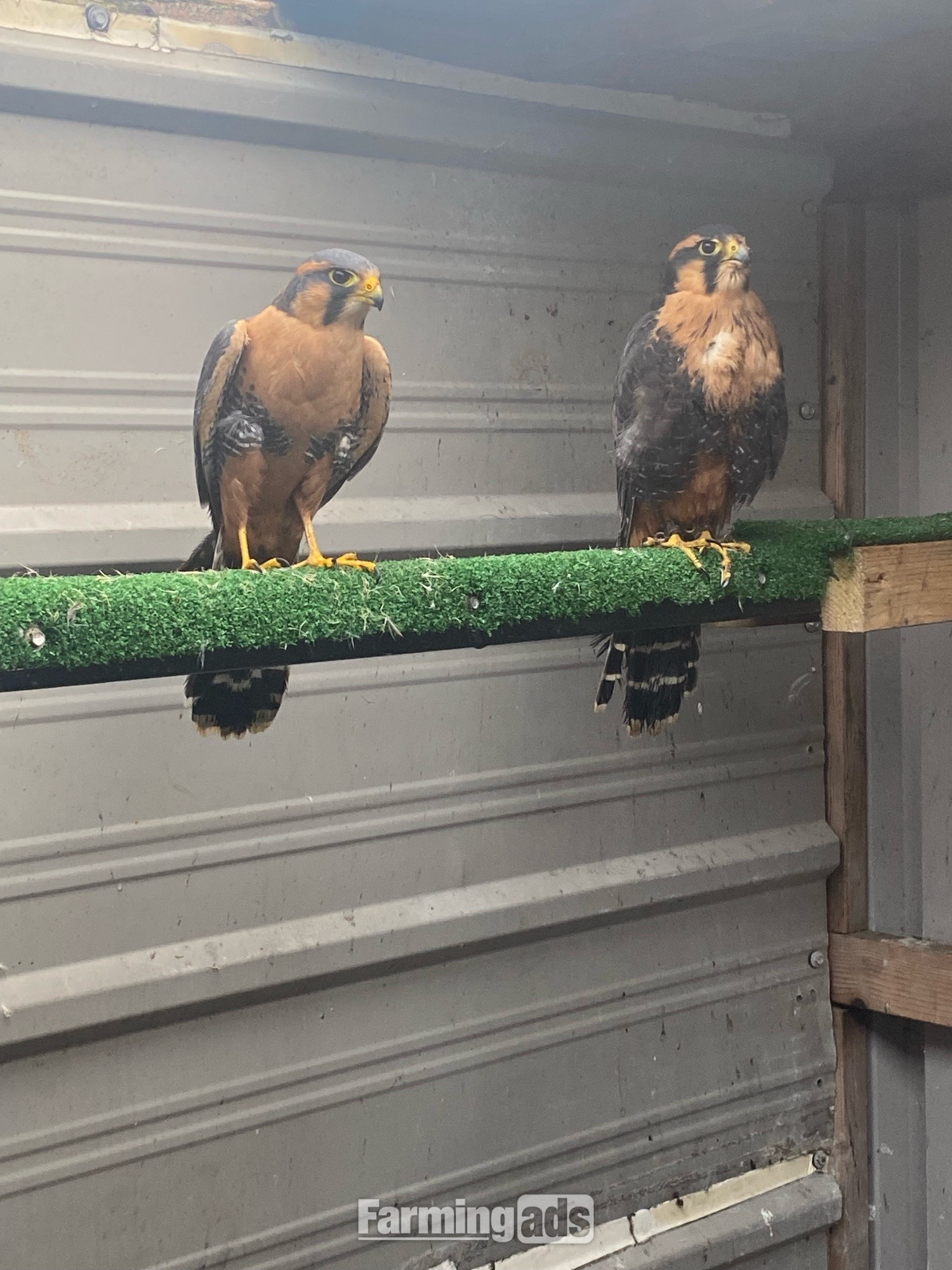 2023 bonded pair aplomado