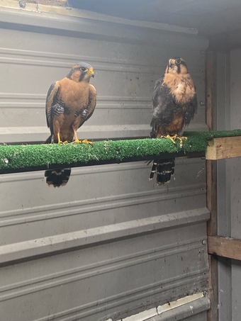 2023 bonded pair aplomado